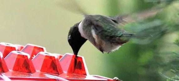 Hummingbird Feeder With 30 Ports And Built-In Ant Guard For Garden And Patio