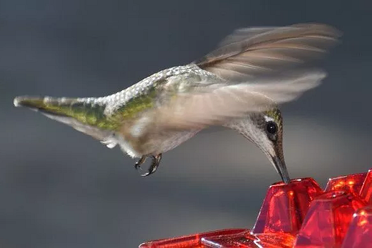 Hummingbird Feeder With 30 Ports And Built-In Ant Guard For Garden And Patio