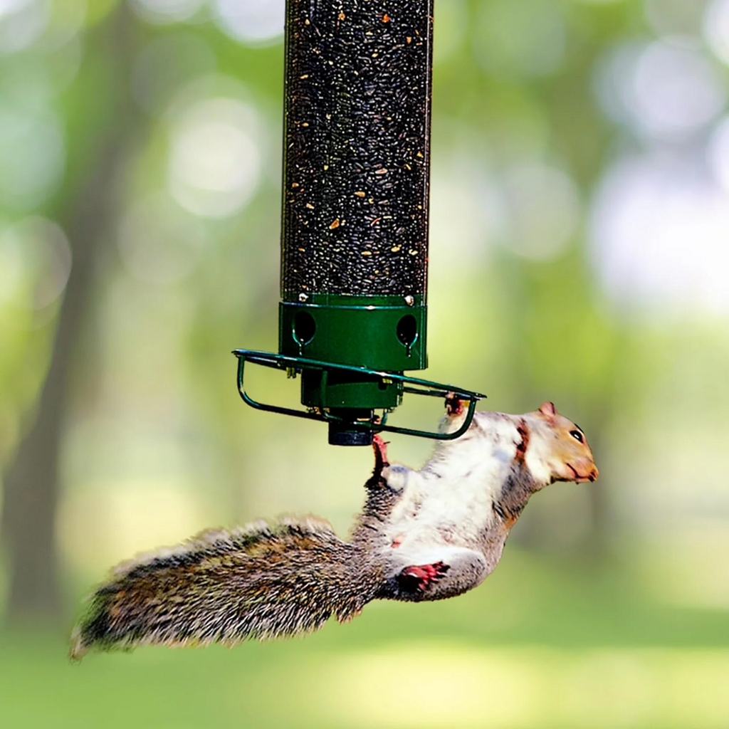 Outdoor Bird Feeder - Squirrel Proof Bird Feeder Rotating Perch Metal Design 1