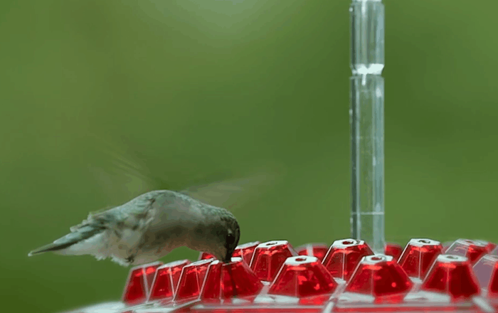 Hanging Bird Feeder with Seed Dispenser
