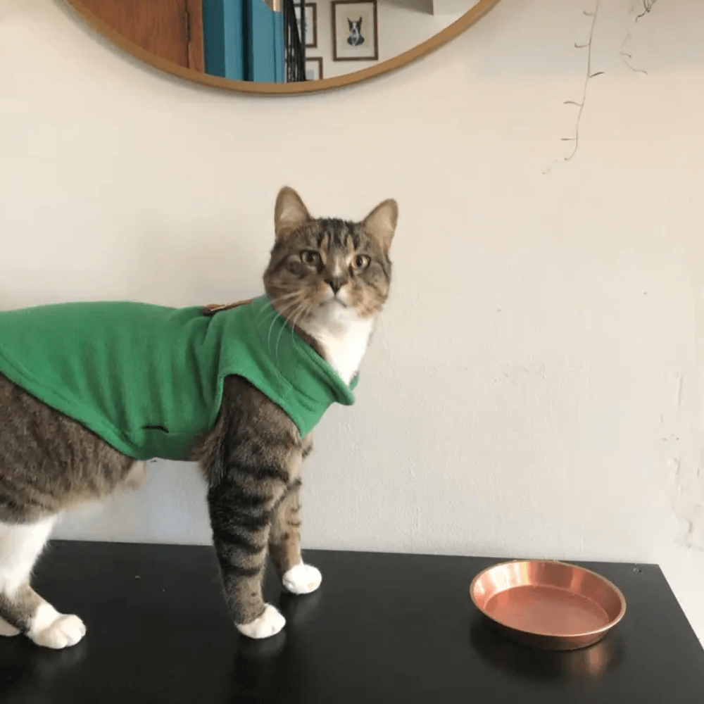 cozy-fleece-dog-vest-for-small-breeds-img5.png