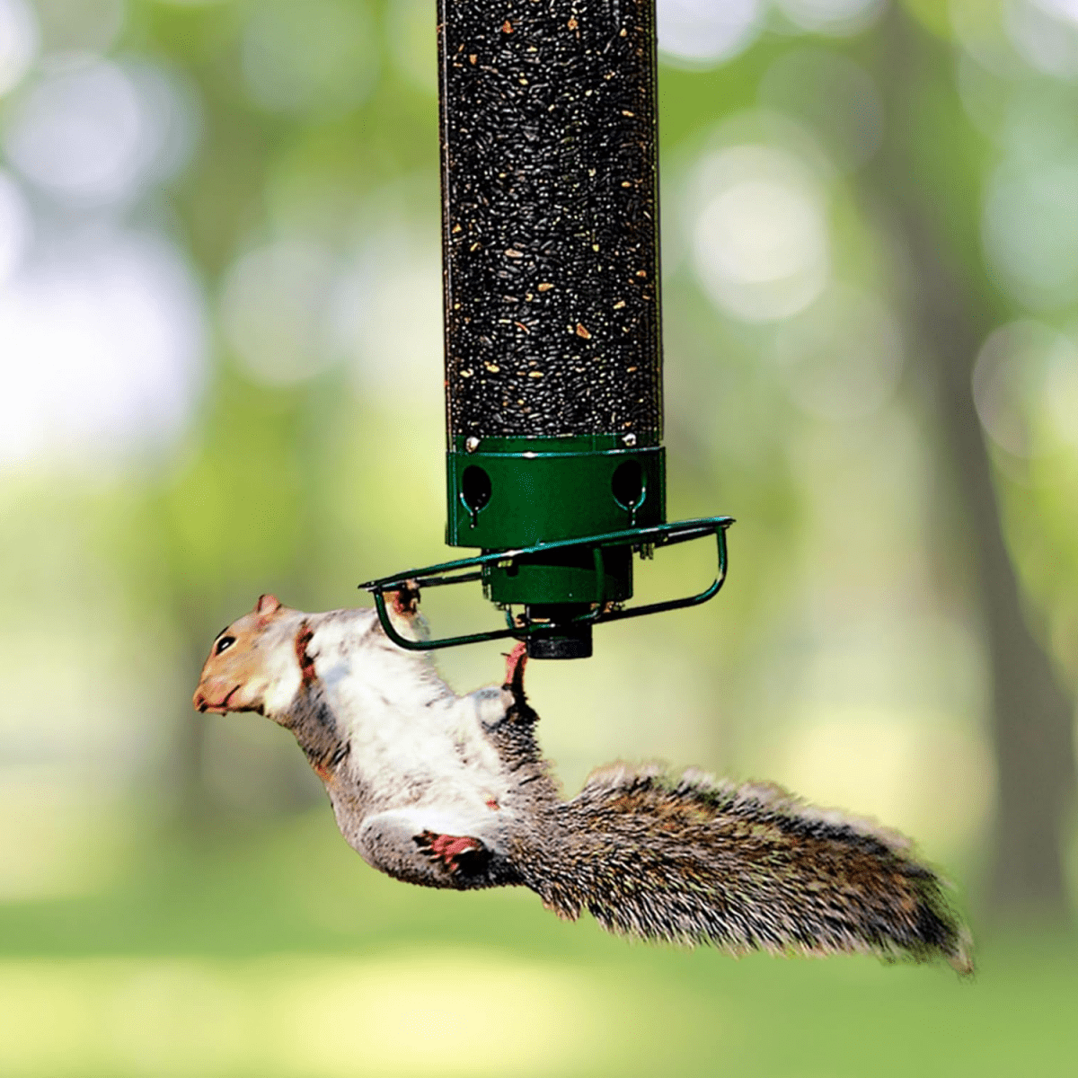 Bird Feeder With Multi-Port System And Protective Function