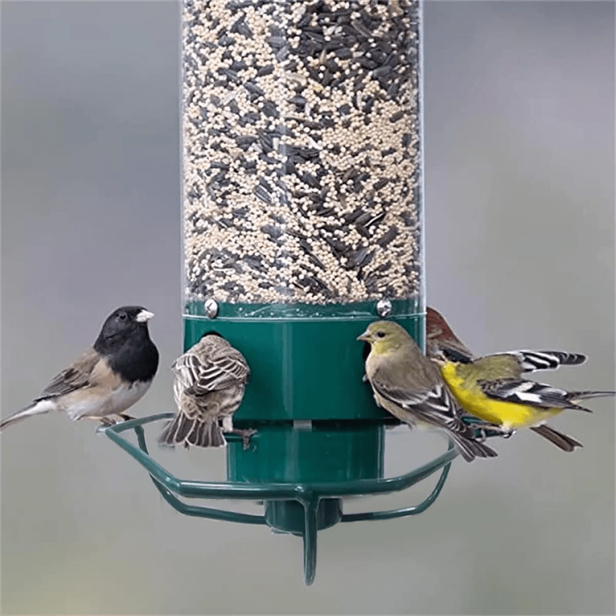 Bird Feeder With Multi-Port System And Protective Function