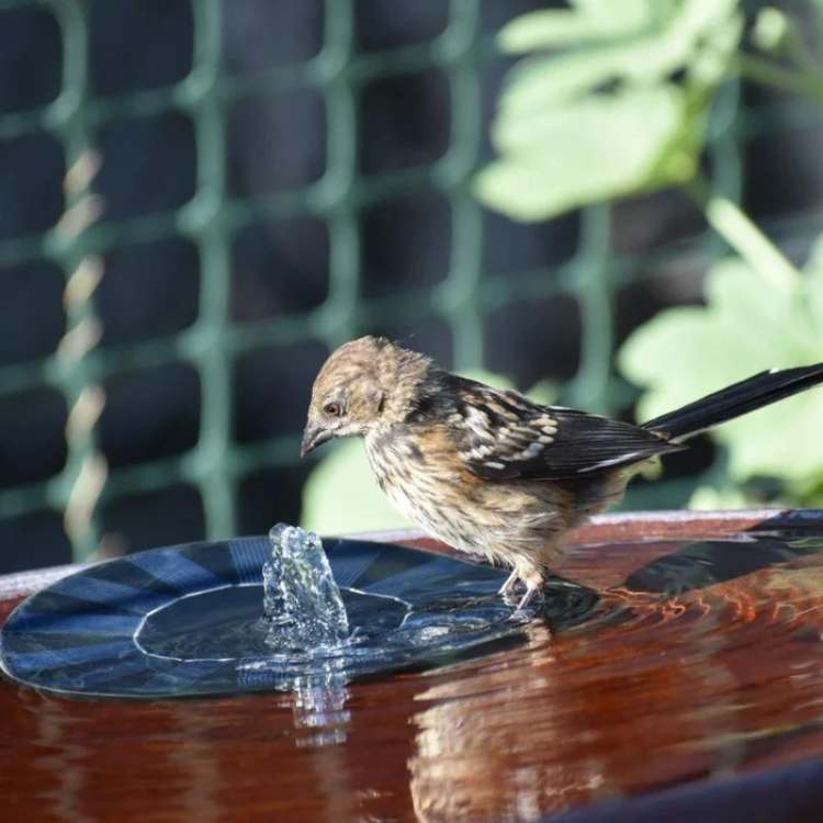 Floating Solar Fountain Pump with Interchangeable Spray Heads