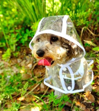 waterproof-breathable-transparent-pvc-dog-raincoat-with-adjustable-strap-img14.jpg