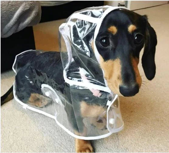 waterproof-breathable-transparent-pvc-dog-raincoat-with-adjustable-strap-img5.webp