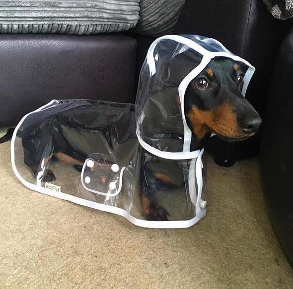waterproof-breathable-transparent-pvc-dog-raincoat-with-adjustable-strap-img6.jpg