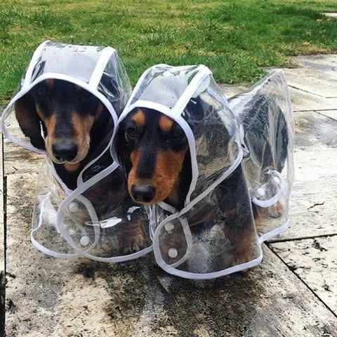 waterproof-breathable-transparent-pvc-dog-raincoat-with-adjustable-strap-img7.jpg