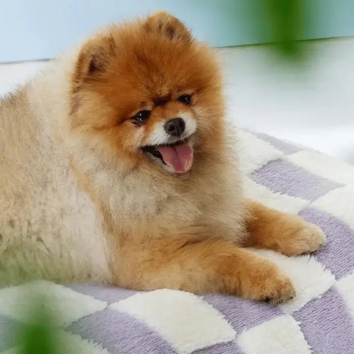 waterproof-non-slip-washable-dog-bed-with-removable-cover-img1.webp